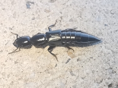 Thyreocephalus