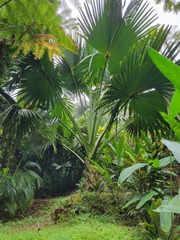 Pritchardia