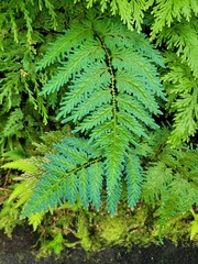 Selaginella willdenowii