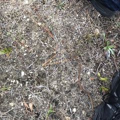 Thamnophis saurita saurita