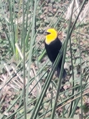 Chrysomus icterocephalus