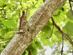 Phricta spinosa