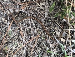 Thamnophis saurita saurita