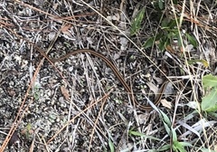Thamnophis saurita saurita