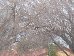 Cathartes aura