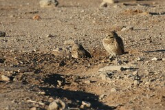 Athene cunicularia hypugaea