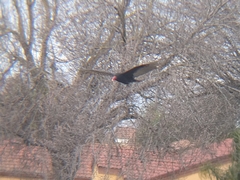 Cathartes aura