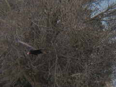 Cathartes aura
