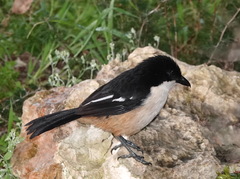 Laniarius ferrugineus