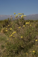 Grindelia chiloensis