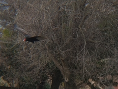 Cathartes aura