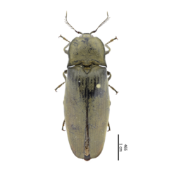 Tetralobus flabellicornis