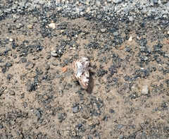 Chiomara asychis autander