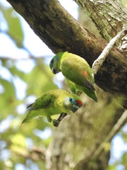 Cyclopsitta diophthalma