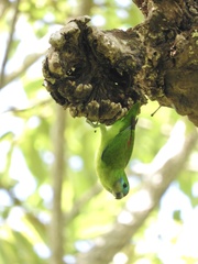 Cyclopsitta diophthalma