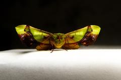 Fascellina plagiata