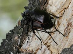 Calosoma inquisitor