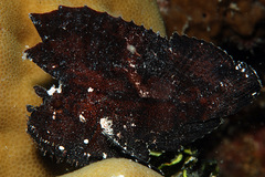 Taenianotus triacanthus