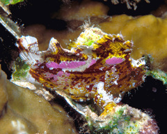 Taenianotus triacanthus