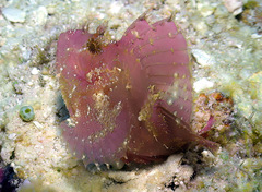 Taenianotus triacanthus