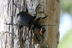 Calosoma inquisitor