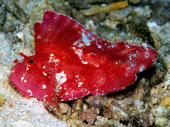 Taenianotus triacanthus