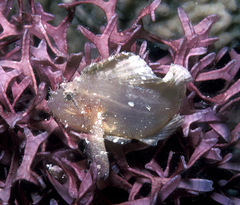 Taenianotus triacanthus