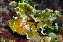 Taenianotus triacanthus