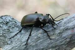Calosoma inquisitor