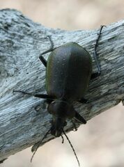 Calosoma inquisitor