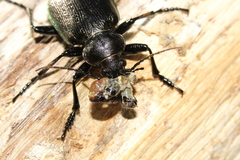 Calosoma inquisitor