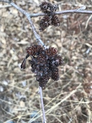 Taphrina robinsoniana