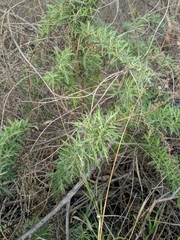 Artemisia palmeri