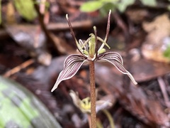 Scoliopus bigelovii