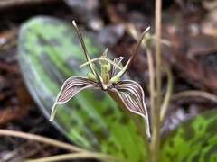 Scoliopus bigelovii