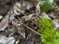 Scoliopus bigelovii