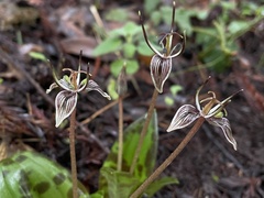Scoliopus bigelovii