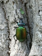 Calosoma sycophanta