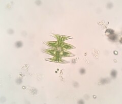 Micrasterias pinnatifida