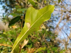 Quercus nigra