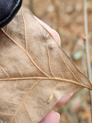 Macrodiplosis majalis