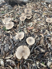 Coprinopsis uliginicola