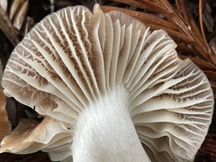 Cuphophyllus colemannianus