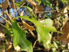 Quercus nigra