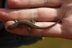 Psammodromus edwarsianus