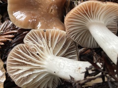 Cuphophyllus colemannianus