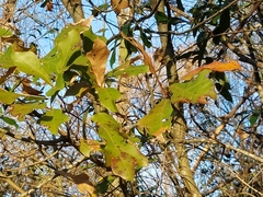 Quercus nigra