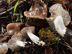 Cuphophyllus colemannianus