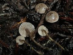 Pseudobaeospora stevensii
