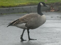 Branta canadensis